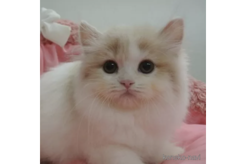 成約済の東京都のスコティッシュフォールド-104273の2枚目